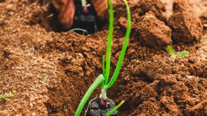 Seminario Ecología Integral 2024