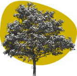 icono de árbol con fondo amarillo